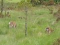 Spotted some deer in Glendalough - Wicklow, Ireland