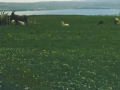 Goats Off in a Distance Along the Cliffs of Moher