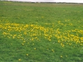 Daffodils in Ireland