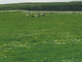 Goats Off in a Distance Along the Cliffs of Moher