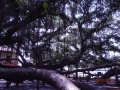Bamboo Tree in Lahaina