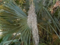 Look at that Spanish Moss