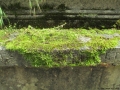 Found some green moss (Père Lachaise Cemetery)